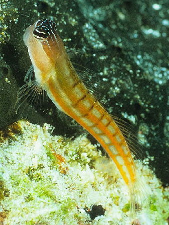 Ecsenius bathi